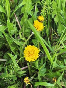 たんぽぽの花 たんぽぽの花 たんぽぽの花,春,道端の写真素材
