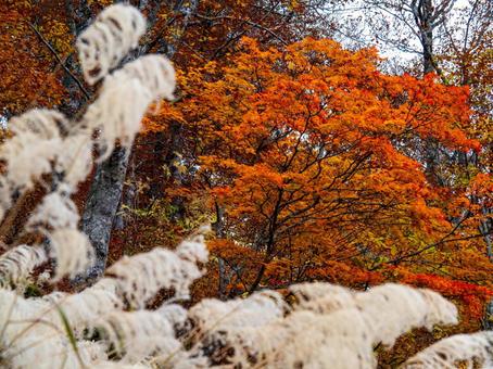 南会津の紅葉 南会津の紅葉 紅葉,秋,会津の写真素材