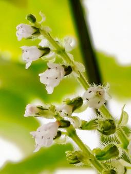 紫蘇の花穂の写真