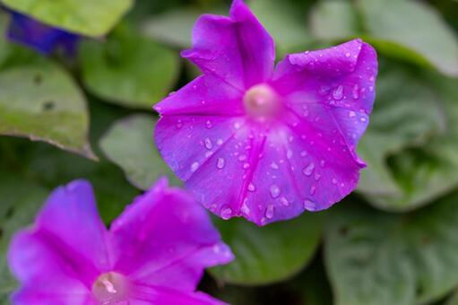 朝顔 朝顔,あさがお,花の写真素材