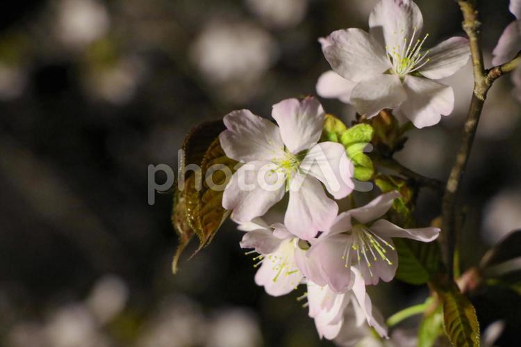 ライトアップされた桜　黒背景 桜,花,花びらの写真素材