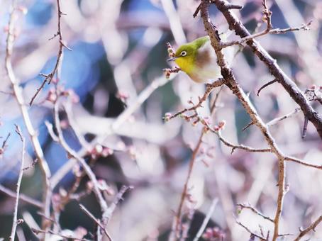 梅のつぼみと可愛いメジロ 梅のつぼみと可愛いメジロ 鳥,メジロ,春の写真素材