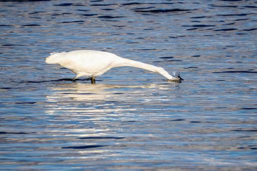 ダイサギの狩り(38) 鳥,ダイサギ,狩りの写真素材
