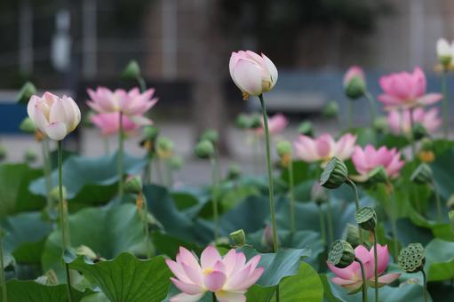 Photo, lotus flower, lotus, bald, 