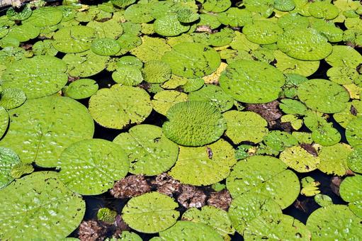 オニバスの浮水葉 オニバスの浮水葉の写真