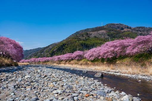 伊豆、早咲きの河津桜並木、早春の風景 伊豆、早咲きの河津桜並木、早春の風景 河津桜,桜,春の写真素材