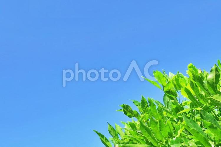 新緑の葉と青空：コピースペースあり 青空,空,新緑の写真素材