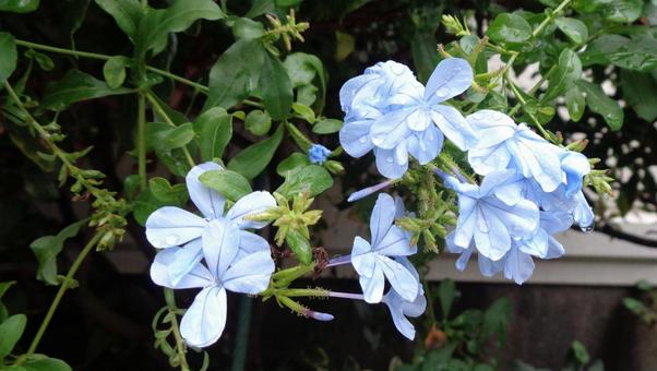 雨に濡れたルリマツリ 雨に濡れたルリマツリの写真