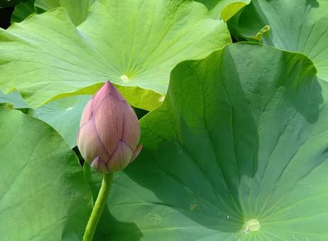 Photo, flower, a lotus, bud, 