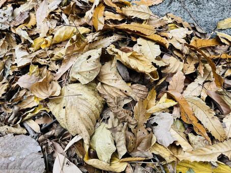 落ち葉 葉っぱ,自然,リーフの写真素材
