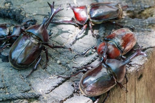 昆虫の王様 カブトムシ01 昆虫の王様 カブトムシ01 カブトムシ,オス,角の写真素材