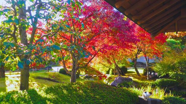 姫路城 好古園18 紅葉,もみじ,秋の写真素材