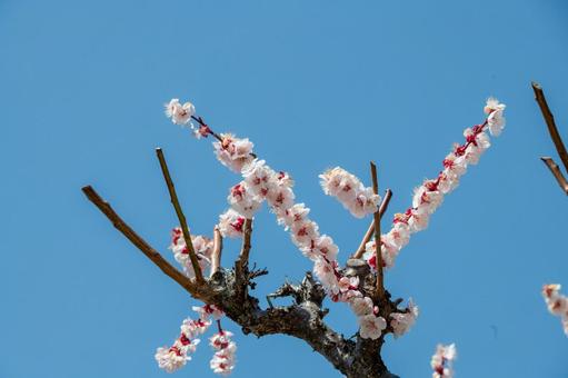 北摂の梅林 梅,梅林,満開の写真素材