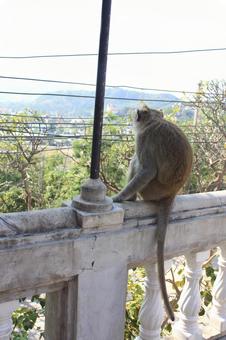 タイ ホアヒンの猿 タイ ホアヒンの猿の写真