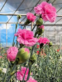 鮮やかなカーネーション 母の日,カーネーション,花の写真素材