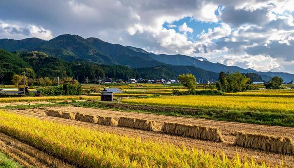 稲刈りの後の田んぼ 稲刈りの後の田んぼの写真