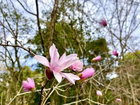 春を告げるコブシの花　ピンク コブシ,花,ピンクの写真素材