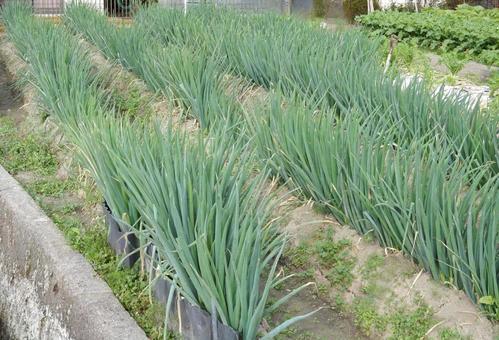 【風景写真】ネギ畑 ネギ畑,ネギ,葱の写真素材