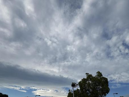 木々と見上げる曇り空 空,青空,雲の写真素材