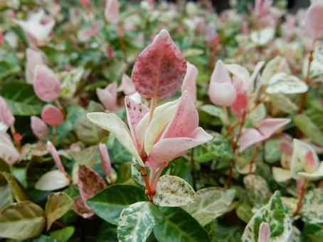 【f花の写真】 ハツユキカズラ 【f花の写真】 ハツユキカズラ ハツユキカズラ,初雪葛,植物の写真素材