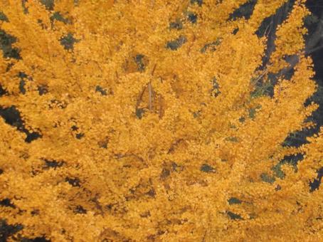 【紅葉写真】イチョウの黄葉 イチョウ,銀杏,黄葉の写真素材