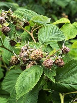 raspberry, JPG