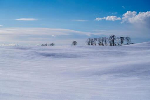 青空の下、うねる雪原と丘の林 雪原,雪景色,冬の写真素材