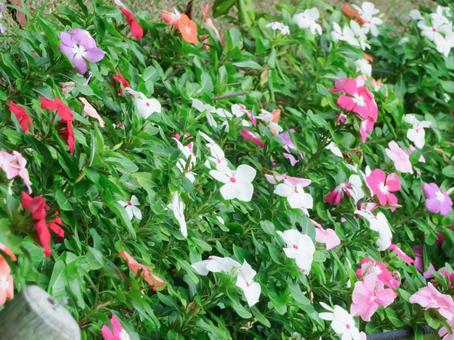 ニチニチソウの花畑の写真