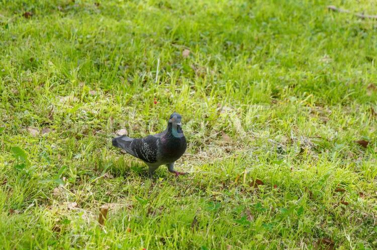 公園でくつろぐハト ハト,鳩,鳥の写真素材