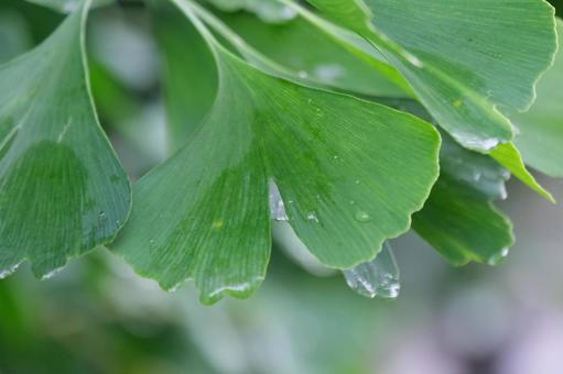 梅雨 梅雨の写真