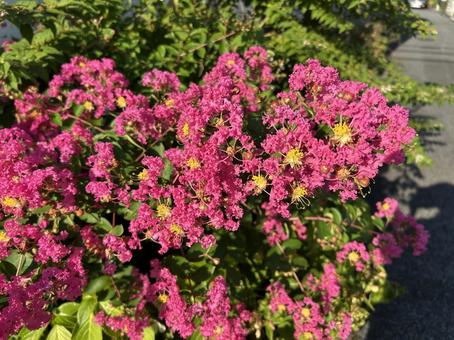 サルスベリ サルスベリ 百日紅,赤,花の写真素材