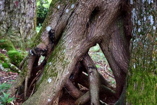 Photo, জটিলতা, কাঠ, মূল, 