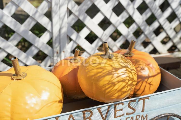 ハロウィン　かぼちゃの壁紙 かぼちゃ,野菜,ハロウィンの写真素材