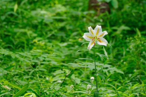 森のヤマユリ⒃ 森のヤマユリ⒃ 初夏,花,ユリの写真素材