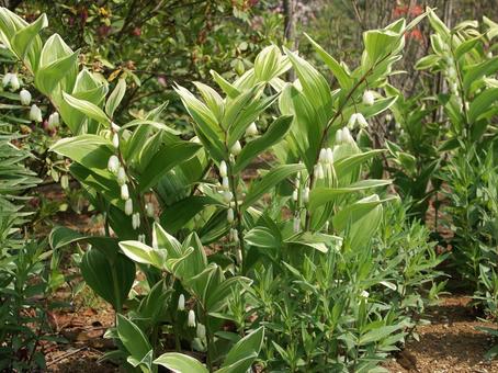 Scenery of Polygonatum sieboldii blooming, mountain grass, top of stem, bow-shaped curve, JPG