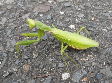 ハラビロカマキリ ハラビロカマキリ カマキリ,カマキリ虫,ハラビロカマキリの写真素材
