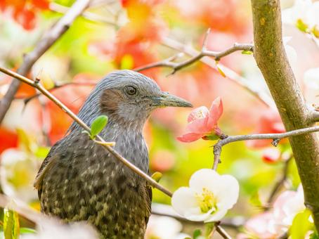 ボケの花とヒヨドリ ボケの花とヒヨドリの写真