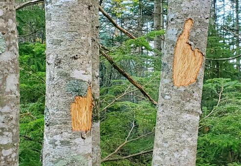 ニホンジカに樹皮を食べられたシラビソ シカ,鹿害,野生動物の写真素材