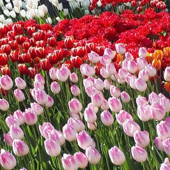 花 花の写真