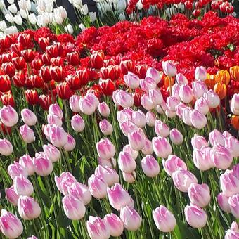 花 チューリップ,植物,公園の写真素材