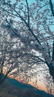 桜の木と夕焼け 桜の木と夕焼けの写真