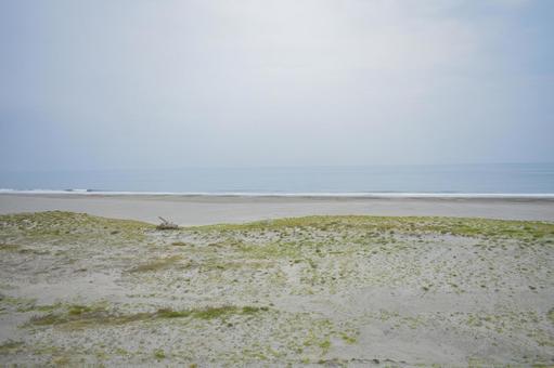 砂浜と水平線の風景 砂浜と水平線の風景 砂浜,植物,海の写真素材