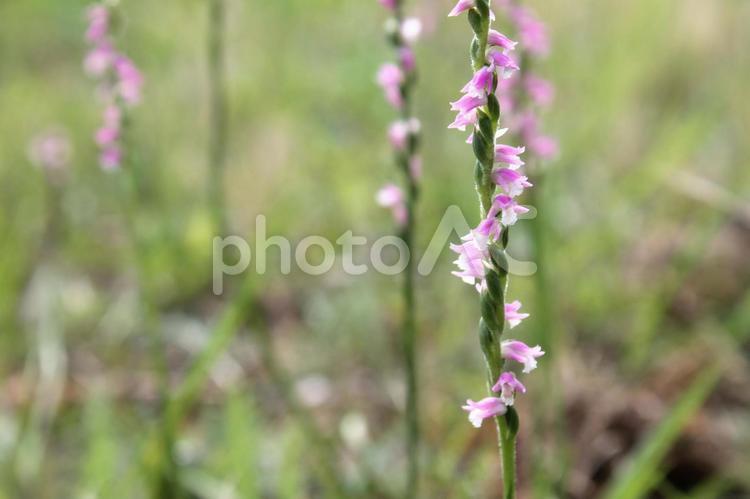 丘の斜面で螺旋に花を咲かせるネジリ花 ネジリ花,螺旋,クルクルの写真素材