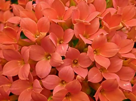 Red little flower, blumen, rot, orange, JPG