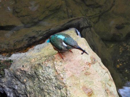 岩の上で餌を咥えているカワセミ 岩の上で餌を咥えているカワセミ カワセミ,鳥,鳥類の写真素材