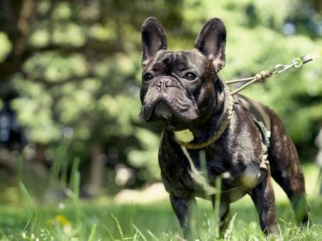 公園のフレンチブルドッグ 犬,フレンチブルドッグ,小型犬の写真素材