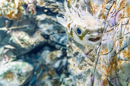 スミツキイシガキフグ スミツキイシガキフグ,魚,観賞魚の写真素材