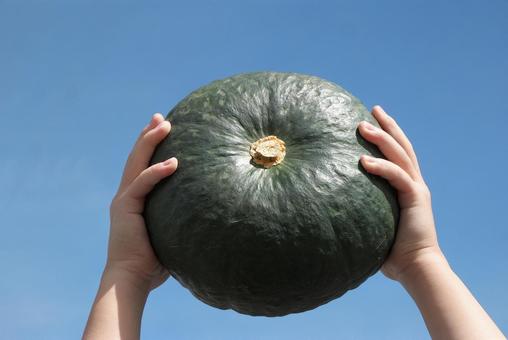 カボチャの収穫 カボチャの収穫 かぼちゃ,カボチャ,収穫の写真素材