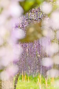 フジの花の写真