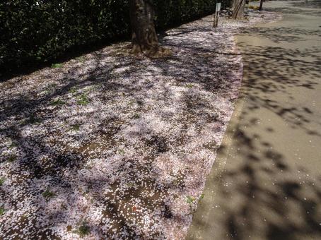 Photo, ground, cherry blossoms, petal, 